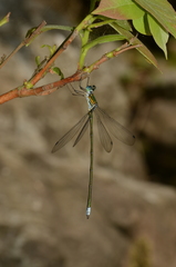 Megalestes major