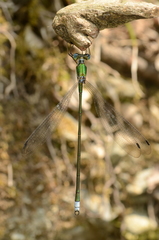 Megalestes major