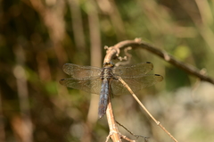 Orthetrum internum