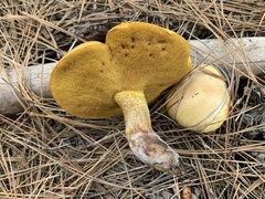 Suillus kaibabensis