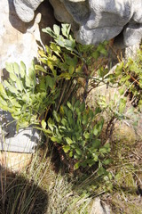 Notobubon galbanum
