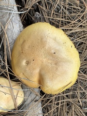 Suillus kaibabensis