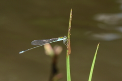 Pseudagrion indicum