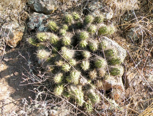 Echinocereus cinerascens