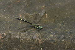 Microgomphus souteri