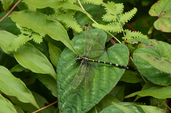 Microgomphus souteri