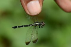 Hylaeothemis apicalis
