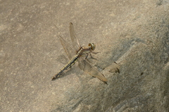 Orthetrum internum