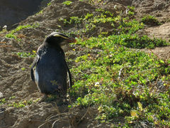 Eudyptes pachyrhynchus