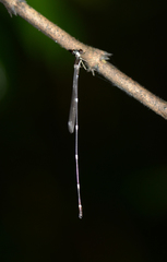 Protosticta sanguinostigma