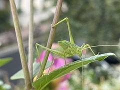 Phaneroptera