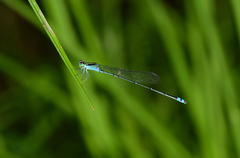Pseudagrion indicum