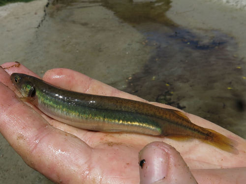 Galaxias maculatus