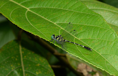 Microgomphus souteri