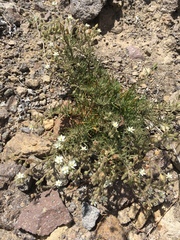 Spergularia macrotheca macrotheca