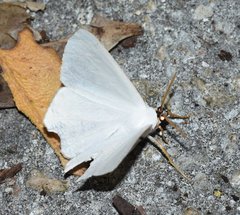 Sericoptera virginaria