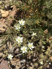 Spergularia macrotheca macrotheca