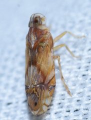 Nymphocixia unipunctata