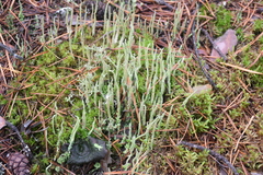 Cladonia cornuta