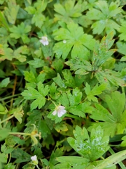 Geranium sibiricum