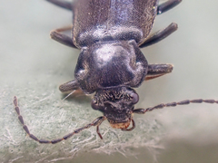 Phlaeopterus
