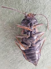 Phlaeopterus