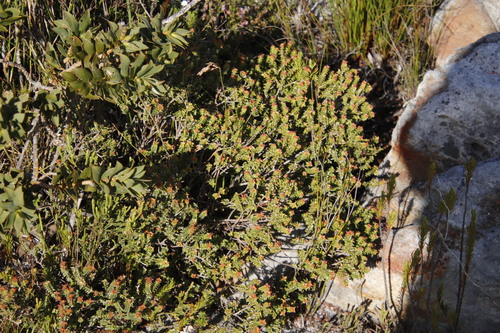 Penaea mucronata (Penaea mucronata)