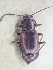 Phlaeopterus