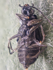 Microedus fenderi