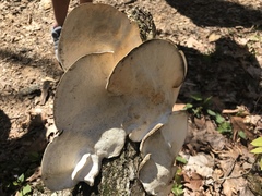 Agaricomycetes