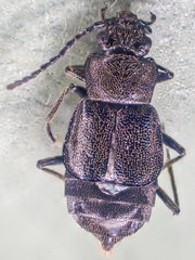Microedus fenderi