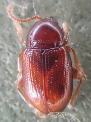 Neocrepidodera robusta