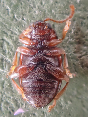 Neocrepidodera robusta