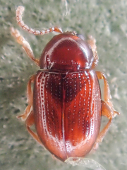 Neocrepidodera robusta