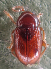 Neocrepidodera robusta