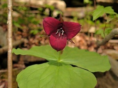 Trillium sulcatum