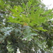 Turkey Oak - Photo (c) donzelli, some rights reserved (CC BY-NC)