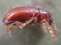 Neocrepidodera robusta