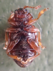 Neocrepidodera robusta