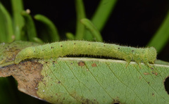 Anoba atriplaga