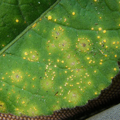 Coleosporium elephantopodis