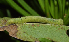 Anoba atriplaga