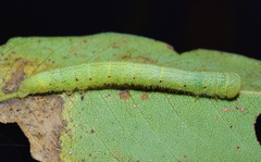 Anoba atriplaga