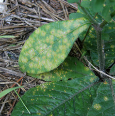 Coleosporium elephantopodis