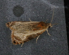Olethreutes quadrifidum