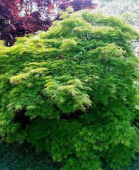 Acer palmatum