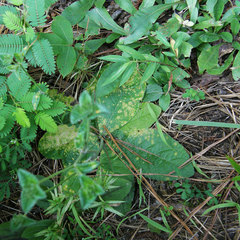 Coleosporium elephantopodis