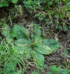 Coleosporium elephantopodis