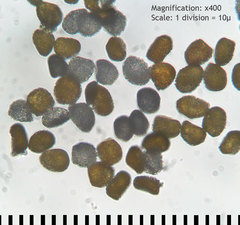 Coleosporium elephantopodis