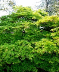 Acer palmatum